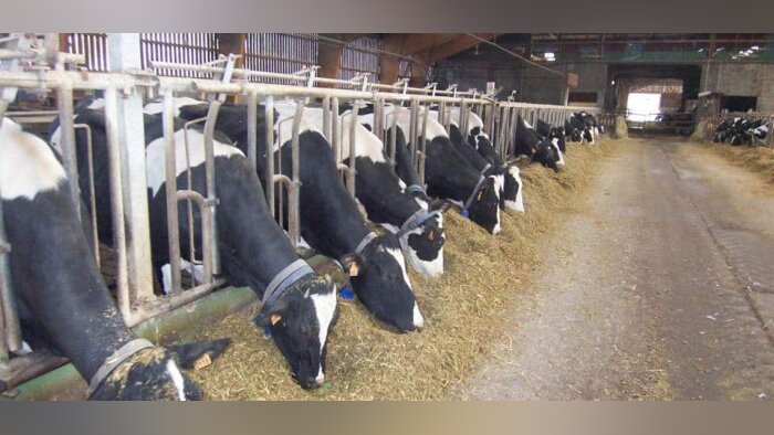 Les ventes d’antibiotiques vétérinaires diminuent de plus de 10 %