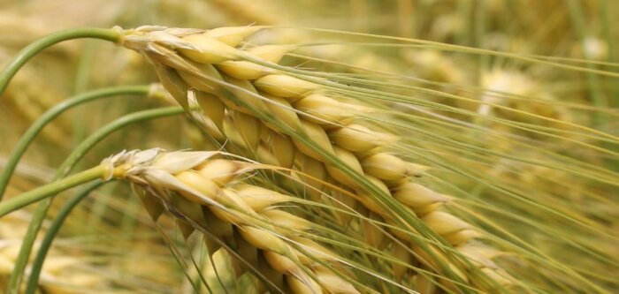 L’orge d’hiver à 6 rangs DEMENTIEL devient « variété préférée » par la filière orge-malt-bière