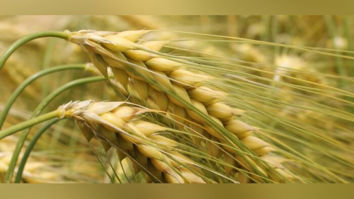L’orge d’hiver à 6 rangs DEMENTIEL devient « variété préférée » par la filière orge-malt-bière
