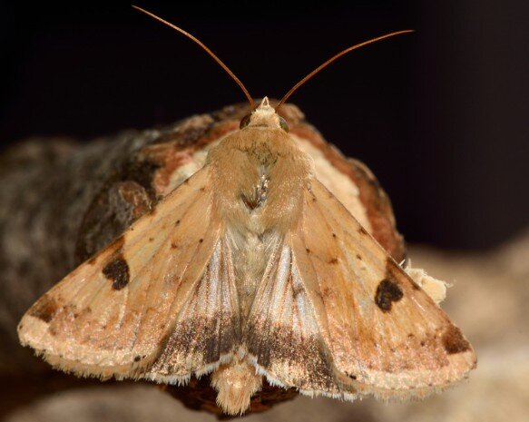 Depuis quelques années, Le papillon Héliothis n’a plus besoin de migrer vers le Sud pour passer l’hiver au chaud. - © Ian_Redding de Getty Images