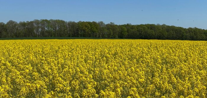 Colza : contrôler efficacement le sclérotinia et ses autres maladies