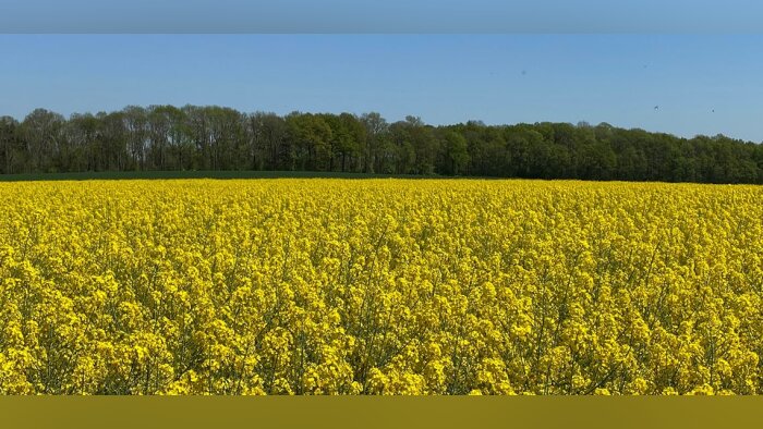 Colza : contrôler efficacement le sclérotinia et ses autres maladies
