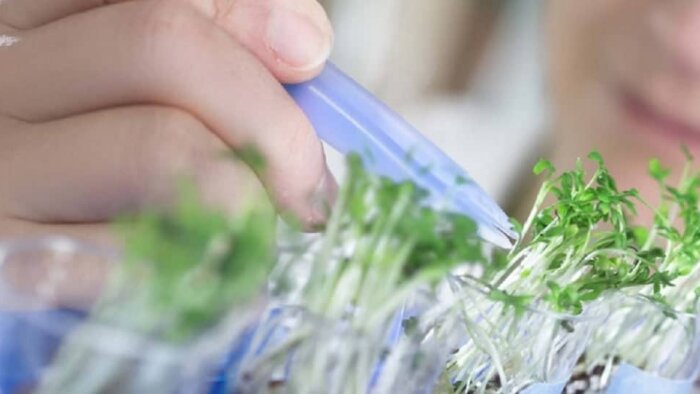 Elicit Plant décroche la certification B Corp et affirme sa responsabilité sociétale