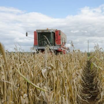 Récolte maïs, des premiers résultats satisfaisants mais des taux d’humidité élevés - © D.R.