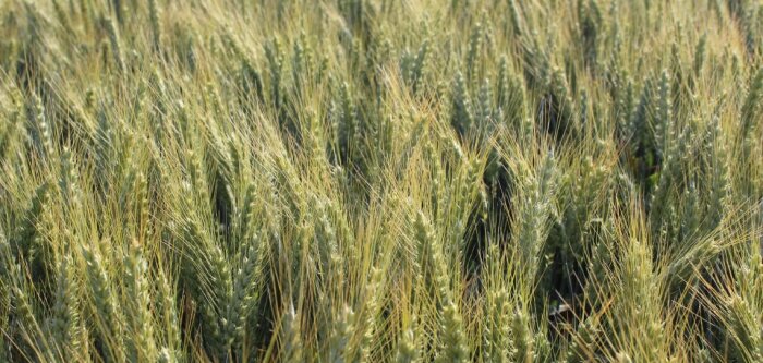 L’ANMF place quatre variétés Secobra Recherches dans sa liste de blés meuniers