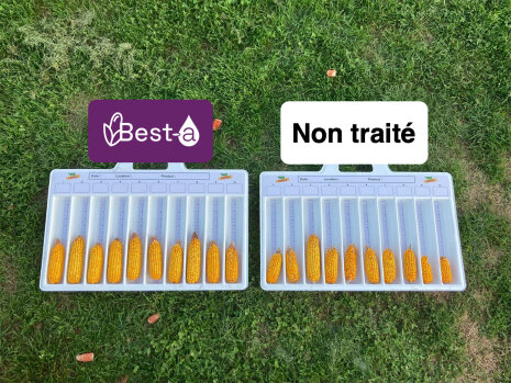 Les épis sont plus fournis. Essais Bayer Saint-Alban-de-Roche (38) - © Bayer