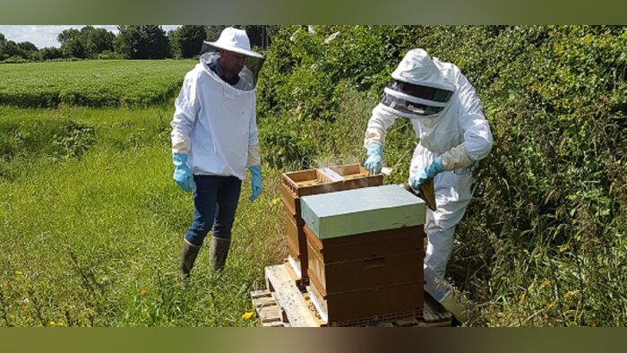 Plan pollinisateurs, consultation publique prévue fin mars