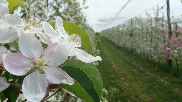 Le bore sécurise la floraison des fruits à pépins
