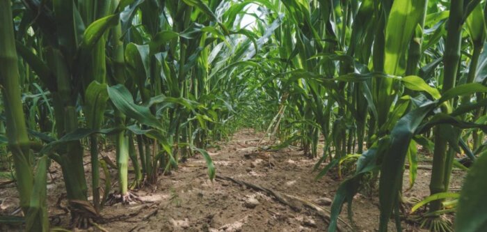 Les fondamentaux de la fertilisation du maïs pour atteindre de hauts rendements