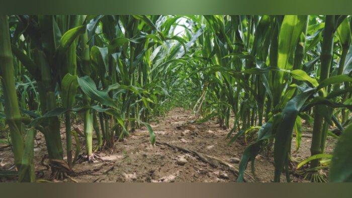 Les fondamentaux de la fertilisation du maïs pour atteindre de hauts rendements