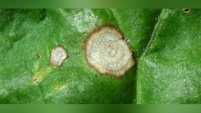 Homologation de Belanty de BASF, l’innovation fongicide betterave à base de Revysol