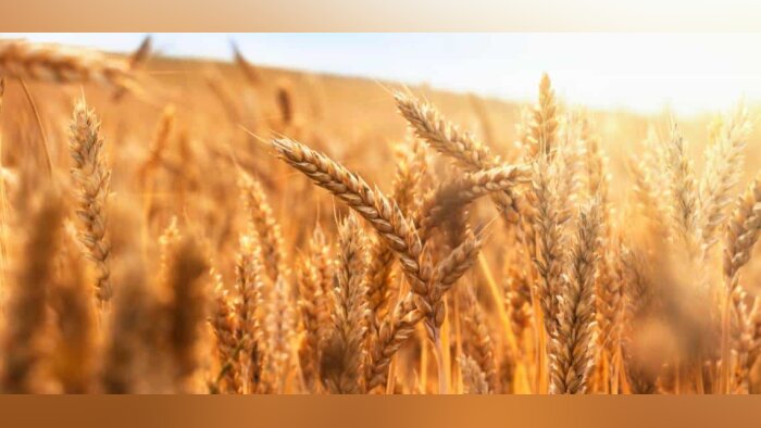 Céréales bio : la collecte de blé tendre en hausse