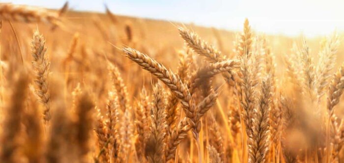 Céréales : la production mondiale 2023-2024 en hausse de 3,7 %, de 7,4 % en France