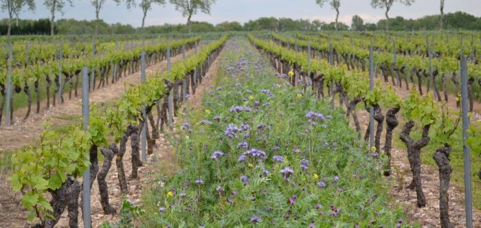 CP : IFV - Pôle Sud-Ouest - © D.R.