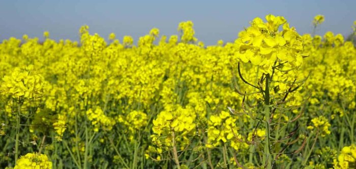 Avril reçoit 50 M€ pour le développement des protéines végétales et les matériaux biosourcés