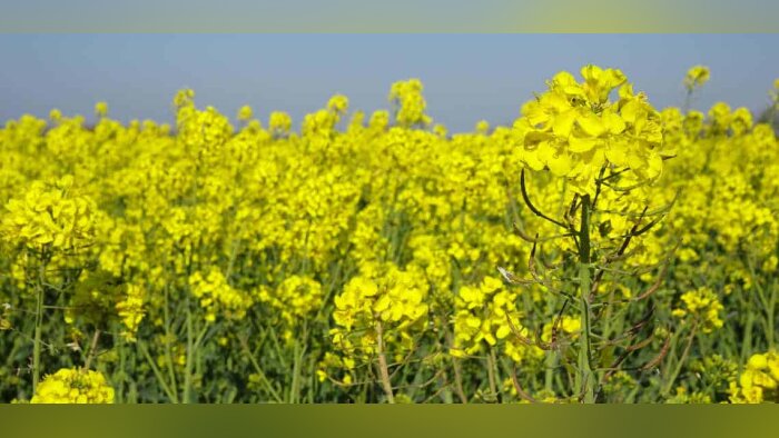 Avril reçoit 50 M€ pour le développement des protéines végétales et les matériaux biosourcés