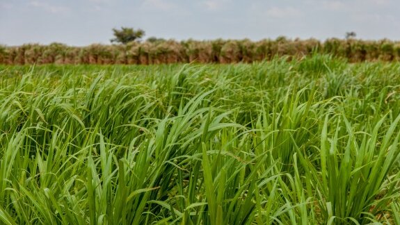 Rumimix de TIMAC AGRO France : une technologie pour régénérer les sols et enrichir les fourrages