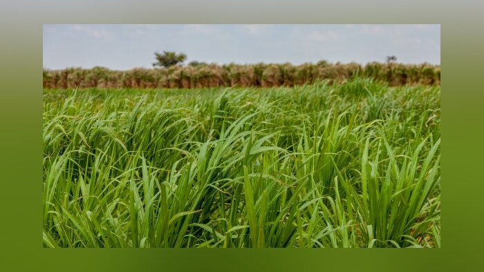 Rumimix de TIMAC AGRO France : une technologie pour régénérer les sols et enrichir les fourrages