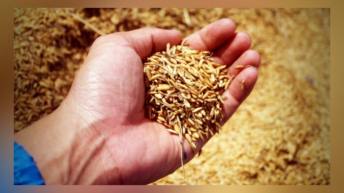 Comment stocker les grains sans produits phytosanitaires