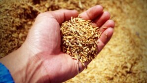 Stocker les grains sans produits phytosanitaires