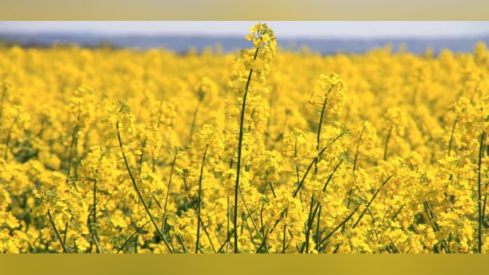 Les biostimulants foliaires à base de bore améliorent le rendement et la qualité des colza