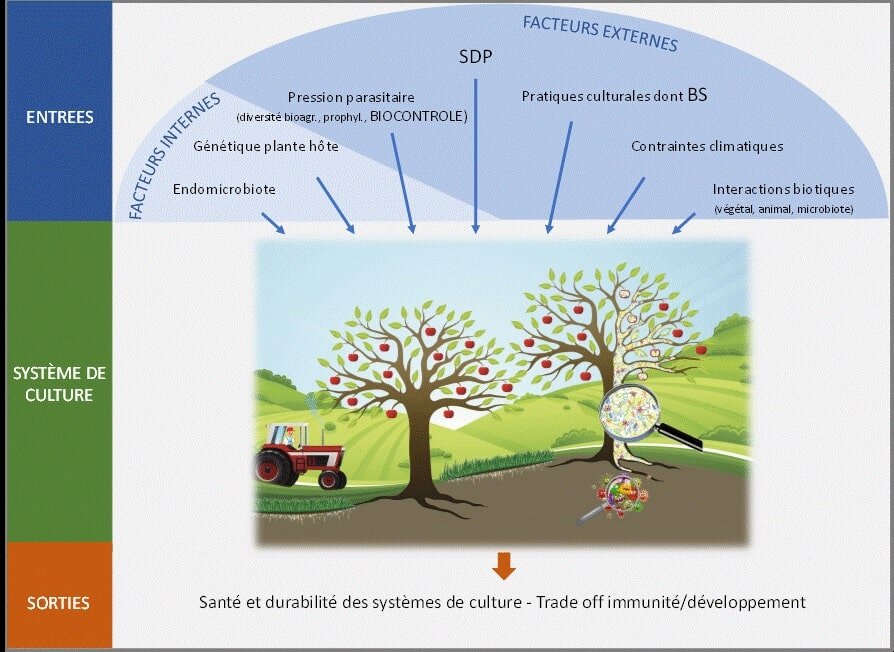 L’immunité agroécologique, le nouveau concept du RMT Bestim - © D.R.