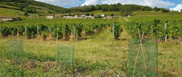Compo Expert renforce sa gamme Basfoliar sur vigne