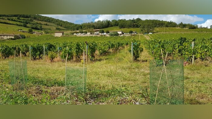 Compo Expert renforce sa gamme Basfoliar sur vigne