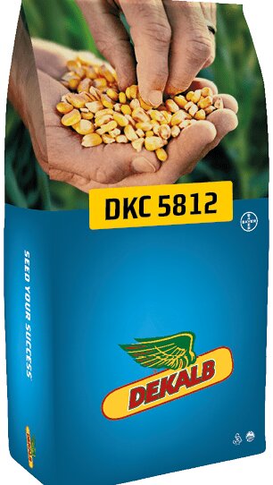 Un Maïs tardif G5 avec un potentiel de rendement exceptionnel, des épis jusqu’à 26 rangs, du jamais vu ! - © D.R.