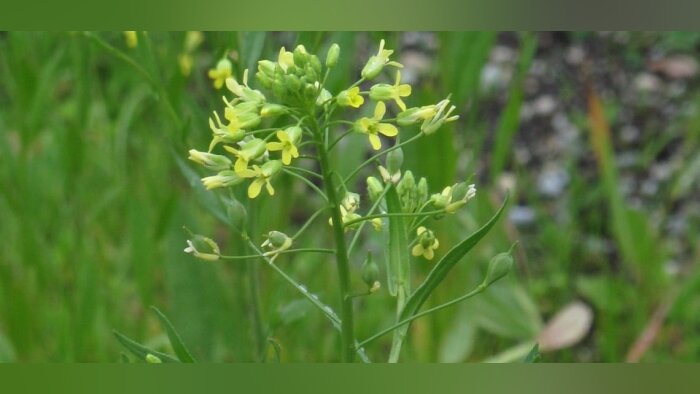 Des biocarburants à base de cameline pourraient arriver en 2022