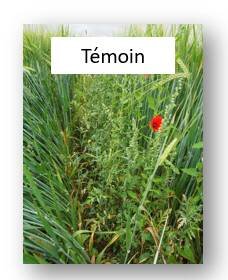 Orges de printemps, misez sur les herbicides issus de la technologie LQM - © D.R.