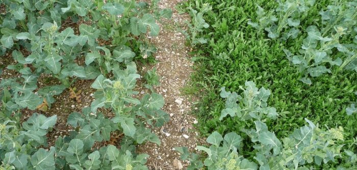 Homologation des herbicides colza, Anitop et Polaire