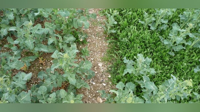 Homologation des herbicides colza, Anitop et Polaire