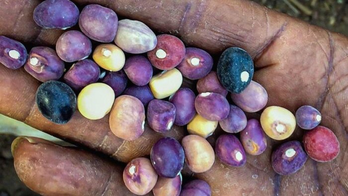 Espèces agricoles résistantes aux stress climatiques : quelles alternatives pour les cultures ?