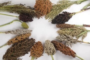 Biomass for the Future, des résultats prometteurs sur le miscanthus et le sorgho - © D.R.