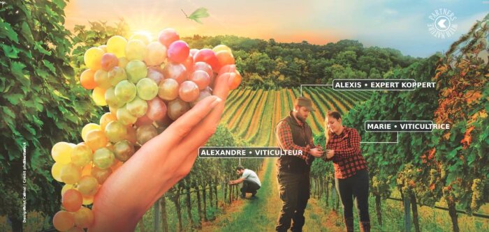 Koppert France s’ouvre au marché de la vigne avec une gamme complète de produits de biocontrôle