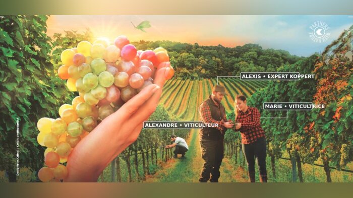 Koppert France s’ouvre au marché de la vigne avec une gamme complète de produits de biocontrôle