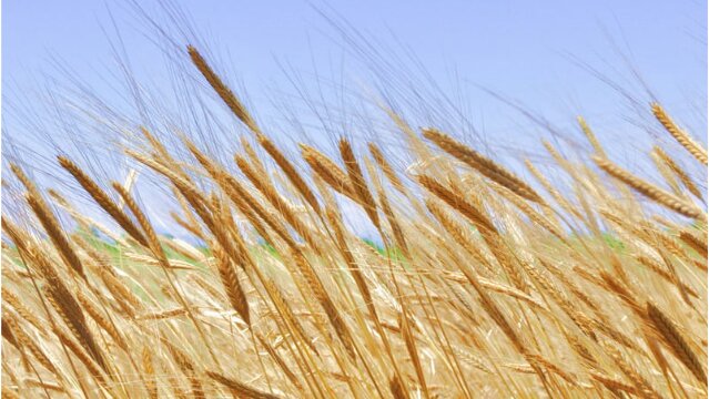 Céréales : les exportations repartent à la hausse, les stocks s’ajustent