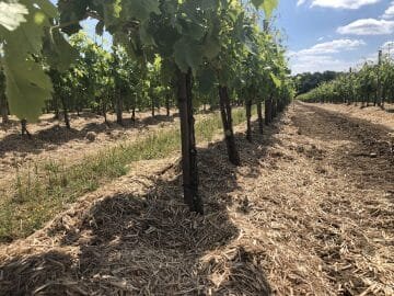 « Devenir un leader de l’agriculture régénératrice », Morgane Yvergniaux, Pernod Ricard - © D.R.