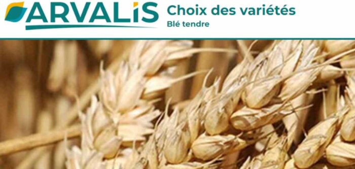 L’OAD « Choix des variétés de blé tendre » s’enrichit pour l’agriculture biologique