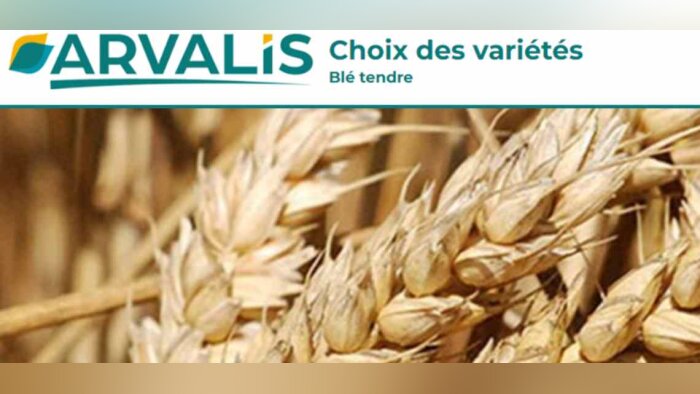 L’OAD « Choix des variétés de blé tendre » s’enrichit pour l’agriculture biologique