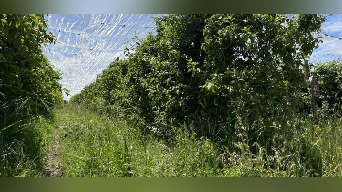 « Les aménagements agroécologiques en arboriculture bio renforce la biodiversité », Jean-Michel Ricard, CTIFL