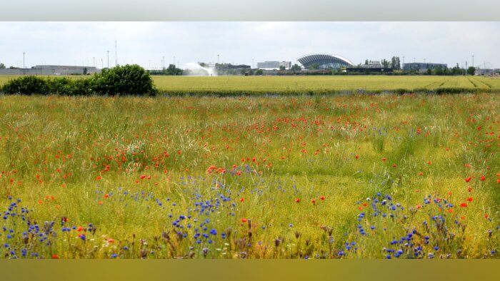 L’une des expérimentation se tiendra sur cette parcelle d’Oxyane, située à proximité de l’aéroport S - © D.R.