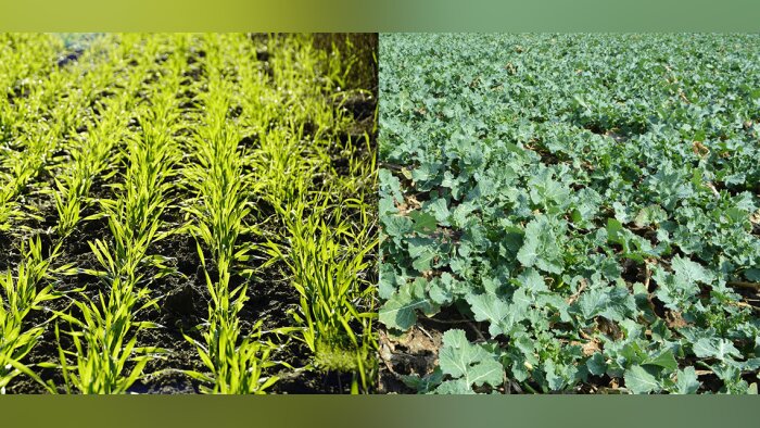 Optimiser les traitements d’automne sur céréales et colza