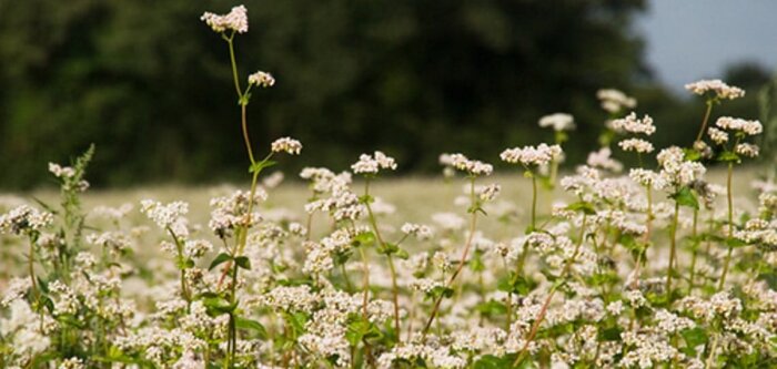Usages phytosanitaires orphelins, le CGAAER propose des évolutions de la commission dédiée