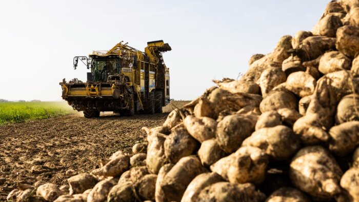 Saint Louis Sucre : « Un rendement agricole supérieur à celui des dernières années »