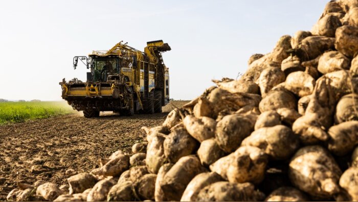 Saint Louis Sucre : « Un rendement agricole supérieur à celui des dernières années »