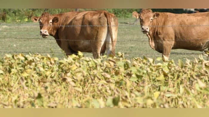 7 M€ pour une unité de trituration de soja dans les Ardennes
