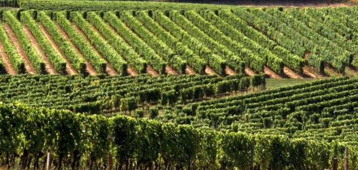 Pourquoi protéger les vignes contre le mildiou malgré le gel est essentiel ?