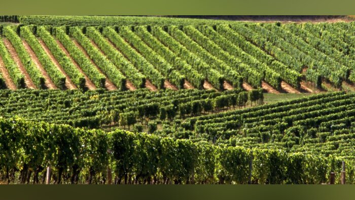Pourquoi protéger les vignes contre le mildiou malgré le gel est essentiel ?